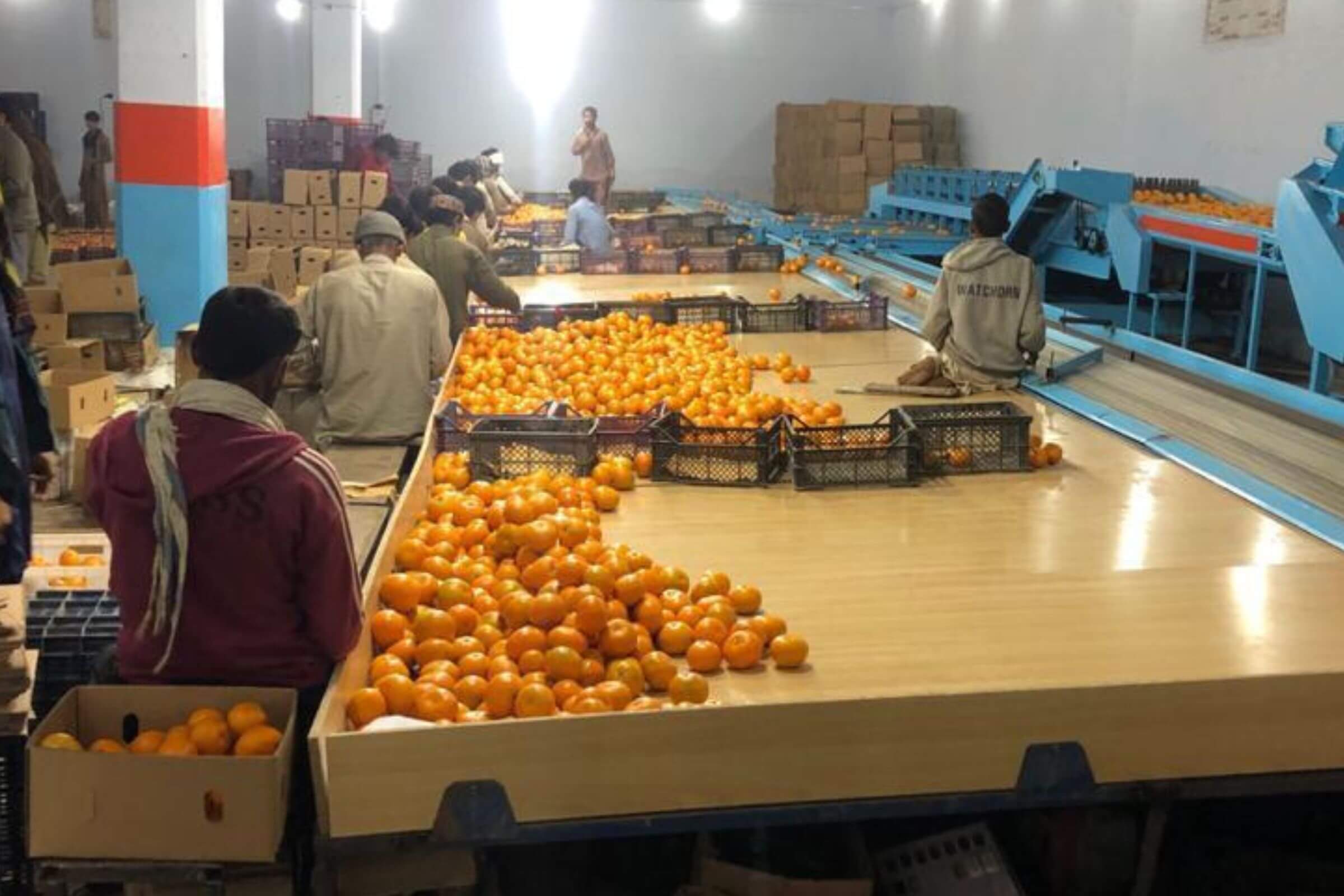 Oranges