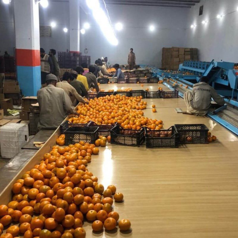 Fresh Citrus